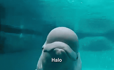 Beluga Whale Looking At Camera Halo GIF