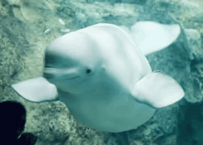 Beluga Whale Swimming And Looking At Camera GIF