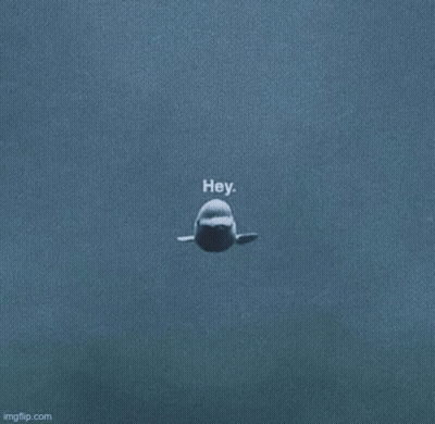 Beluga Whale Swimming and Looking at Camera