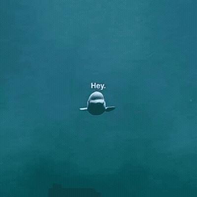 Beluga Whale Swimming With Hey GIF