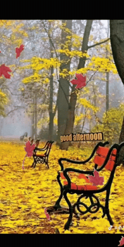 Bench In Park With Leaves Falling Good Afternoon GIF