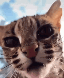 Bengal Cat Hissing GIF