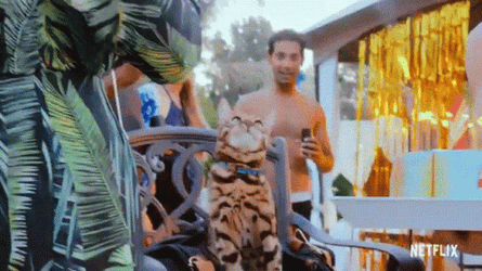 Bengal Party Cat Birthday GIF