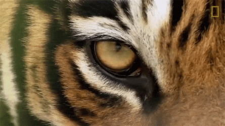 Bengal Tiger Surveying Eyes GIF