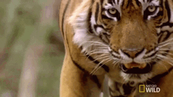 Bengal Tiger Walking Hunt