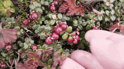 Berry Lowbush Cranberry Harvesting GIF
