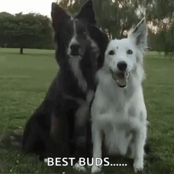 Best Buds Dogs Hugging GIF