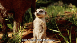 Best Friend Lion King Meme GIF