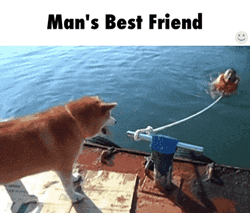 Betrayal Dog Man's Friend GIF