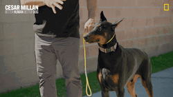 Better Human Better Dog Woof GIF