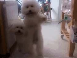 Bichon Frise Dog Dancing GIF