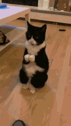 Bicolor Little Cat Clapping