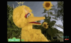 Big Bird Chatting Sunflower Background GIF
