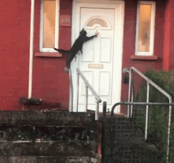 Big Black Cat Knock Knock The Door GIF