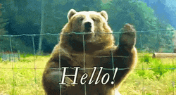 Big Brown Bear Wave Hello GIF