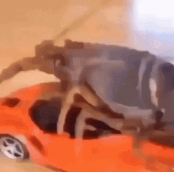 Big Bug On Car Meme GIF