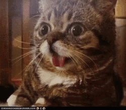 Big Cat Oh Wow GIF