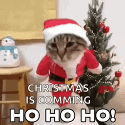 Big Cat Xmas Is Coming GIF