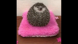 Big Cute Hedgehog Fell GIF