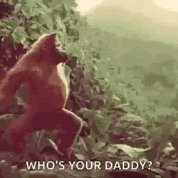 Big Daddy Dancing Monkey GIF