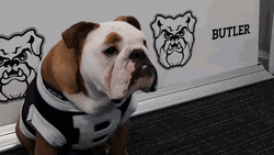 Big Dog Aye Hey Five GIF