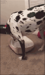 Big Dog Dalmatian Can't Fit To Bed GIF
