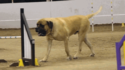 Big Dog Jumps On Obstacles GIF