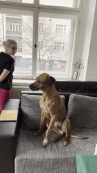 Big Dog Looks At Window GIF