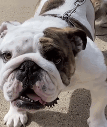 Big Dog Looks At You Tongue Out GIF