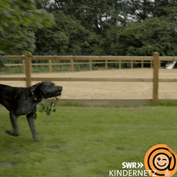 Big Dog Running Bringing Leaves GIF