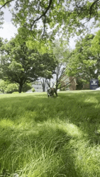 Big Dog Take It All In GIF