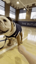Big Dog You Got This Fist Bump GIF