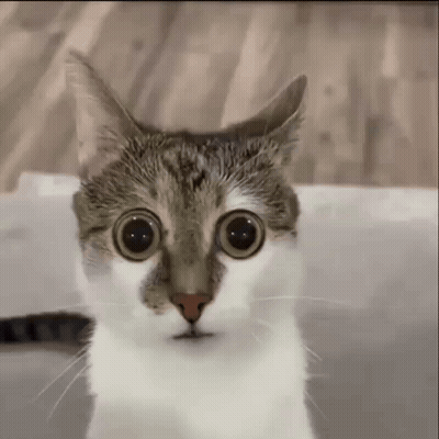 Big Eyed Cat Looking At Camera GIF
