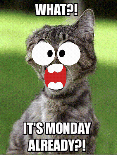 Big-Eyed Cat Says What It's Monday Already GIF