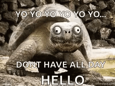 Big Eyed Turtle Saying Yo Yo Yo Beside Rock Wall GIF
