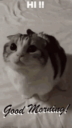 Big Eyes Good Morning Cat GIF