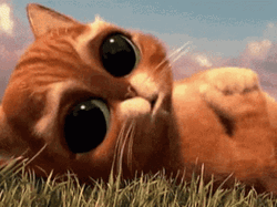 Big Eyes Sad Cat Lying Down GIF