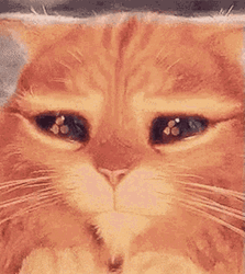Big Eyes Sad Cat GIF