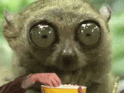 Big Eyes Tarsier Popcorn GIF