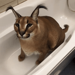 Big Floppa Beluga Cat GIF