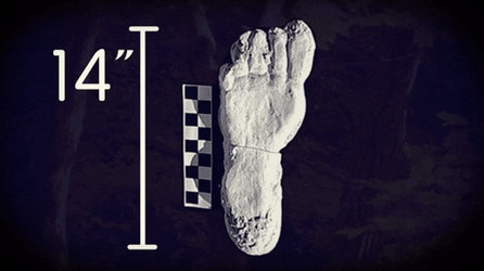 Big Foot Size GIF