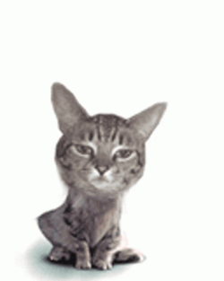 Big Head Surprise El Gato Meme GIF
