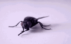 Big Housefly Insect