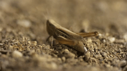 Big Muscles Grasshopper Jumping GIF