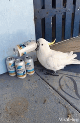 Big Parrot Drinking On Cans GIF