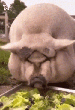 Big Pig Eating GIF