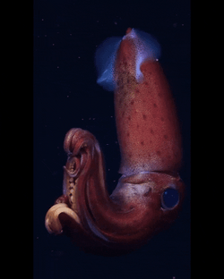 Big Red Squid Swimming GIF