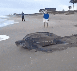 Big Turtle Going Back To Ocean GIF