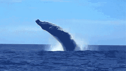 Big Whale Splash GIF