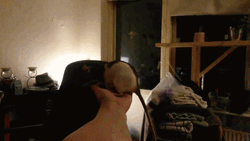 Big White And Black Mouse  GIF